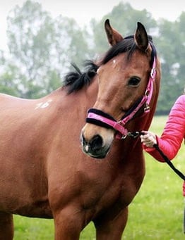 Kobieta stojąca obok dużego konia