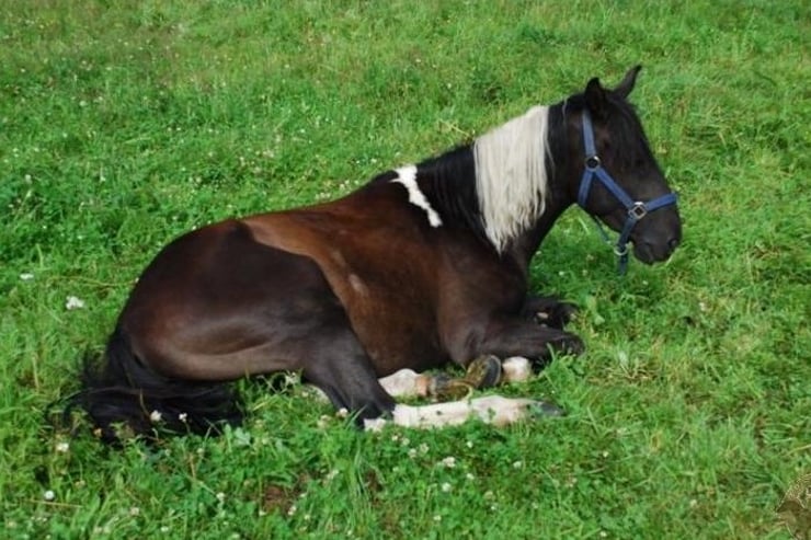 koń odpoczywa leżąc na łące